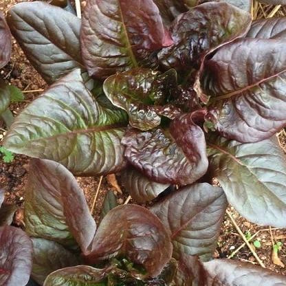 Devil's Tongue Lettuce Seeds — Ravensong Seeds & Herbals